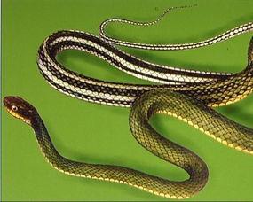 娱乐圈爆料大花蛇,揭秘大花蛇背后的惊人真相